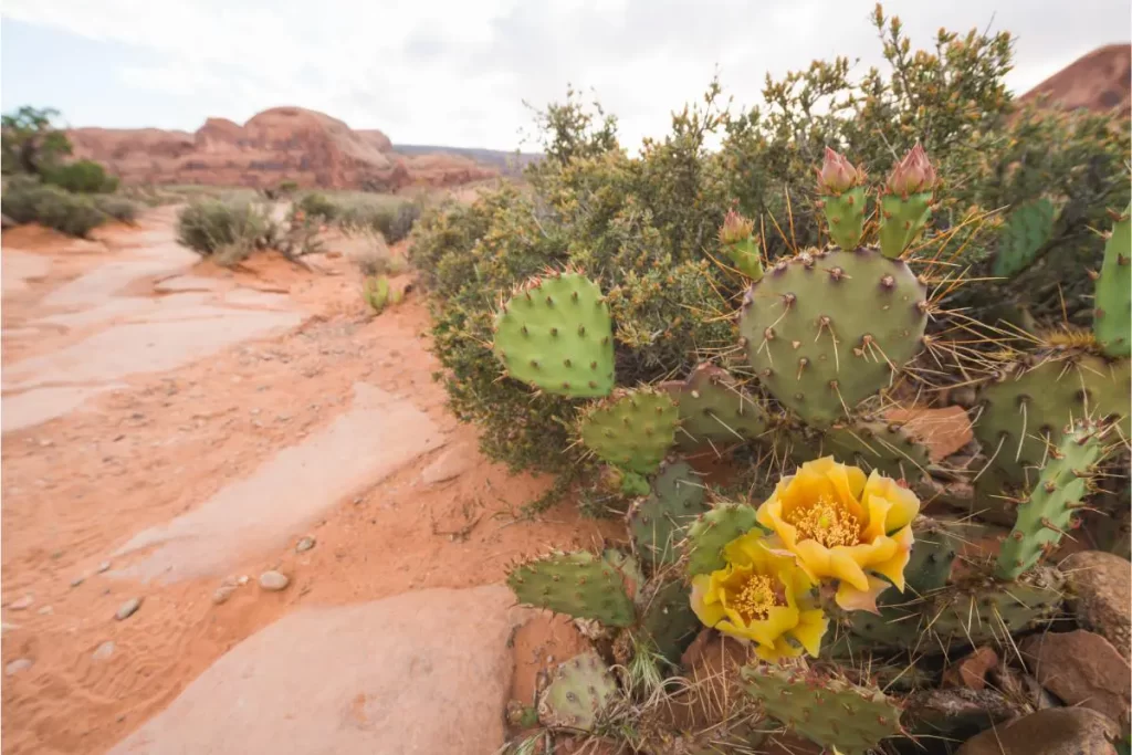 Spring flowers in Moab